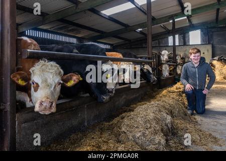 Drinagh, West Cork, Irlanda. 13th Apr, 2023. I vitelli di manzo sono alimentati da Danny Wilson di 13 anni nella fattoria di suo padre, George Wilson a Drinagh, Cork occidentale. Credit: AG News/Alamy Live News Foto Stock