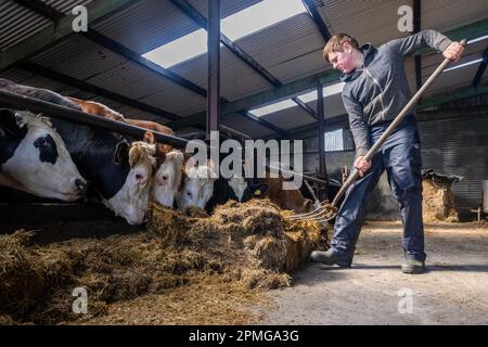 Drinagh, West Cork, Irlanda. 13th Apr, 2023. I vitelli di manzo sono alimentati da Danny Wilson di 13 anni nella fattoria di suo padre, George Wilson a Drinagh, Cork occidentale. Credit: AG News/Alamy Live News Foto Stock