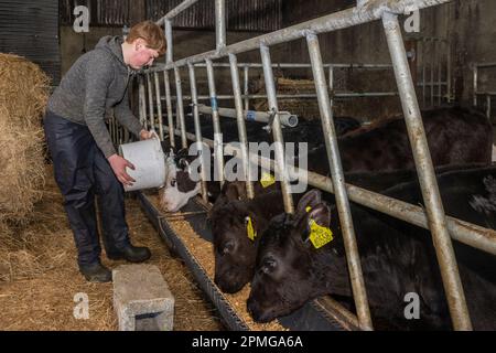 Drinagh, West Cork, Irlanda. 13th Apr, 2023. I vitelli di manzo sono alimentati da Danny Wilson di 13 anni nella fattoria di suo padre, George Wilson a Drinagh, Cork occidentale. Credit: AG News/Alamy Live News Foto Stock