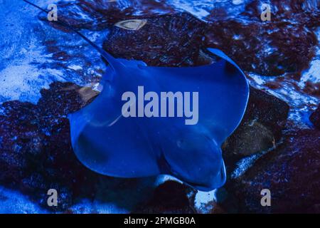 Il raggi nuota sott'acqua. La pastinaca è un pesce di mare piatto. Una razze elettrica nuota tra alghe in acque poco profonde in una scena esotica oceanica. Dang Foto Stock