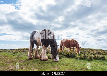 Gower ponies in una giornata di primavera brillante: Phillip Roberts Foto Stock