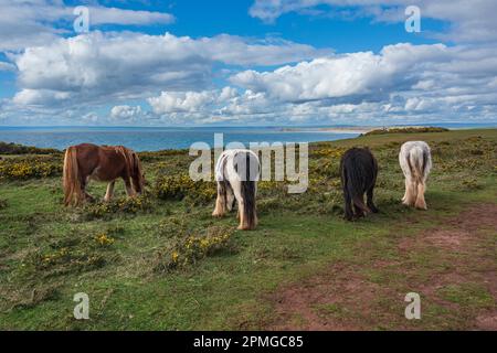 Gower ponies in una giornata di primavera brillante: Phillip Roberts Foto Stock