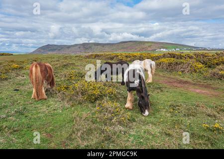 Gower ponies in una giornata di primavera brillante: Phillip Roberts Foto Stock