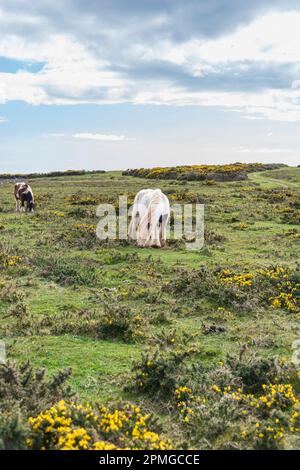 Gower ponies in una giornata di primavera brillante: Phillip Roberts Foto Stock