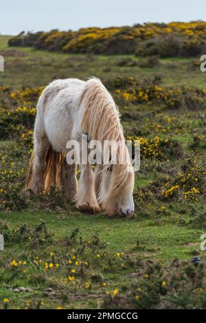 Gower ponies in una giornata di primavera brillante: Phillip Roberts Foto Stock