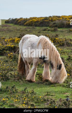 Gower ponies in una giornata di primavera brillante: Phillip Roberts Foto Stock