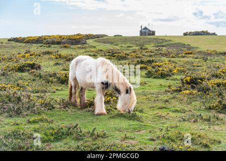 Gower ponies in una giornata di primavera brillante: Phillip Roberts Foto Stock