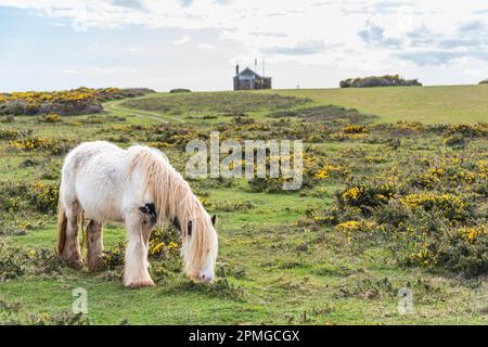 Gower ponies in una giornata di primavera brillante: Phillip Roberts Foto Stock