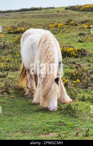 Gower ponies in una giornata di primavera brillante: Phillip Roberts Foto Stock