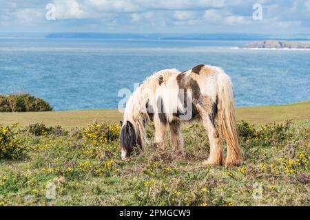 Gower ponies in una giornata di primavera brillante: Phillip Roberts Foto Stock