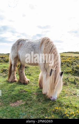 Gower ponies in una giornata di primavera brillante: Phillip Roberts Foto Stock