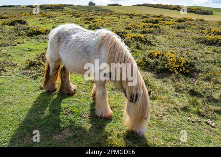 Gower ponies in una giornata di primavera brillante: Phillip Roberts Foto Stock