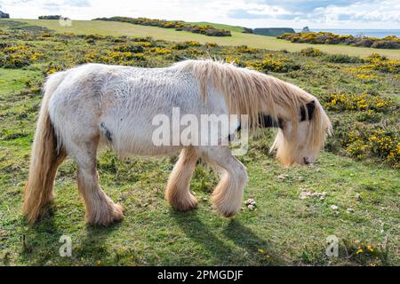 Gower ponies in una giornata di primavera brillante: Phillip Roberts Foto Stock