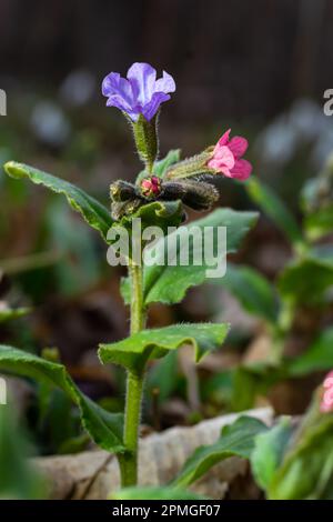 Primo piano dei fiori in fiore Pulmonaria mollis in sole giornate primaverili, fuoco selettivo .primo piano particolare del fiore del prato - erba di guarigione selvatica - Pulmonaria Foto Stock