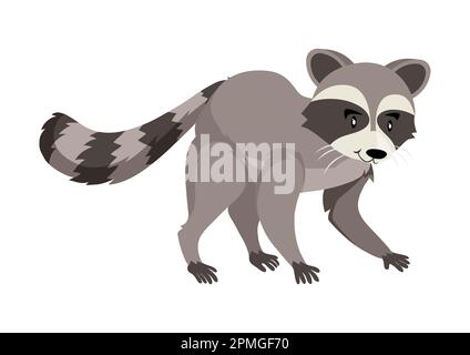 Grafica vettoriale carino di Raccoon Cartoon. Raccoon su sfondo bianco Illustrazione Vettoriale