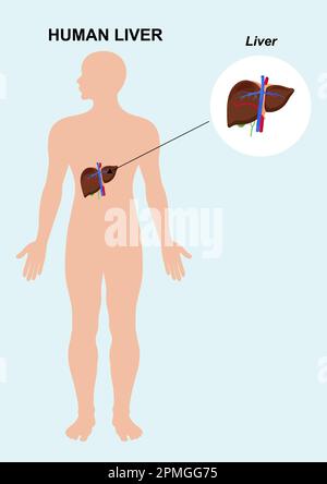 Anatomia dell'organo del fegato umano. Illustrazione del fegato interno umano Illustrazione Vettoriale