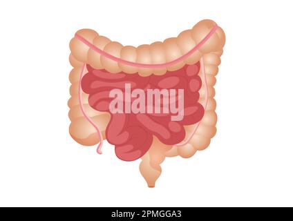 Rappresentazione vettoriale piatta dell'intestino tenue e grande. L'organo interno umano, il tratto digestivo. Illustrazione vettoriale di intestino umano isolato Illustrazione Vettoriale