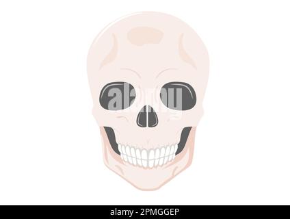 Cranio umano faccia intera isolato su sfondo bianco. Illustrazione vettoriale del cranio umano Illustrazione Vettoriale