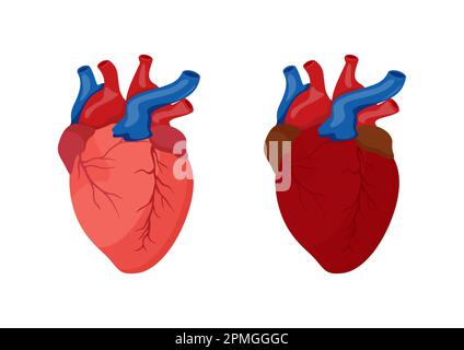 Disegno del cartone animato del cuore umano. Illustrazione vettoriale del cuore umano isolato su sfondo bianco Illustrazione Vettoriale