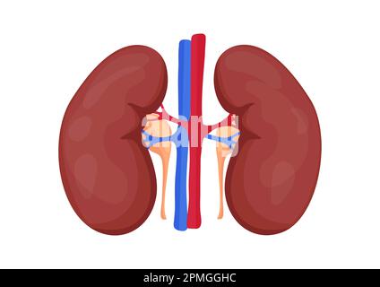 Rene umano e con arterie isolate su sfondo bianco. Illustrazione vettoriale dell'organo renale umano Illustrazione Vettoriale