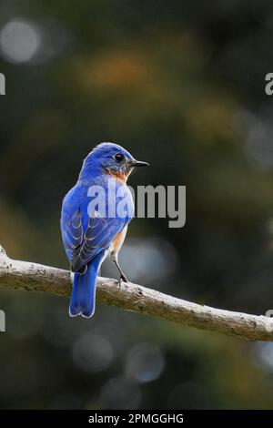 Maschio Bluebird orientale, Sialia sialis, arroccato in un albero Foto Stock