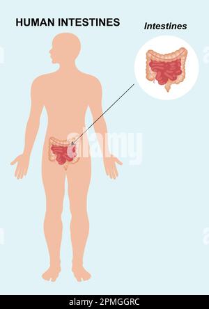 Anatomia dell'intestino umano. L'organo interno umano. Illustrazione vettoriale dell'anatomia dell'organo dell'intestino umano isolata su sfondo bianco. Illustrazione Vettoriale