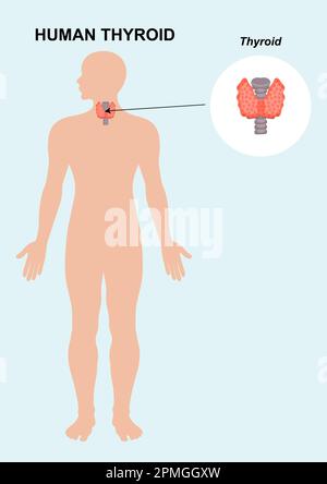 Illustrazione del vettore dell'anatomia dell'organo della tiroide umana Illustrazione Vettoriale