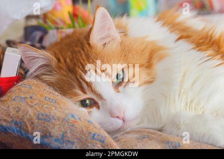 Vero adulto bello gatto bianco e rosso si trova nel pensiero Foto Stock