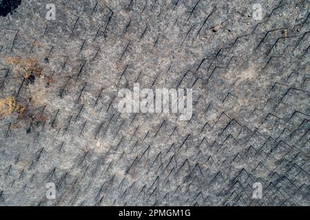 Vista aerea della foresta bruciata dopo l'incendio. Alberi di abete e pino bruciati. Vista dall'alto delle cime degli alberi. Foto del drone. Foto Stock