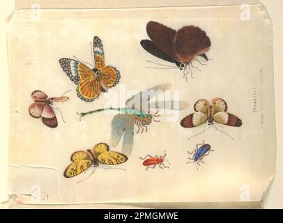 Disegno, insetti; Cina; carta di riso; 19,6 x 27,6 cm (7 11/16 x 10 7/8 in.); 1910-28-11 Foto Stock