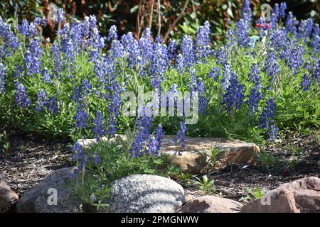 Cuffie blu del Texas nella regione collinare Foto Stock