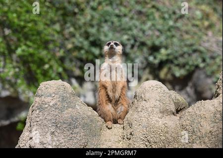 Berlino, Germania. 13th Apr, 2023. Un meerkat tiene un punto d'osservazione in un luogo sopraelevato nel recinto dello Zoo di Berlino. Credit: Jonathan Penschek/dpa/Alamy Live News Foto Stock