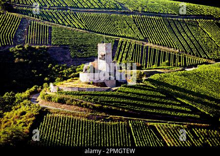 Wineck Castello vicino Katzenthal, vigneto paesaggio, Alsazia, Francia Foto Stock