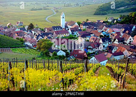 Vista sulla città vinicola di Kathenthal, Alsazia, Francia Foto Stock