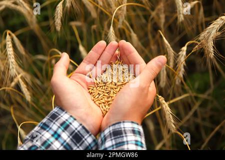 Le mani maschili spruzzano i grani di grano. Semi d'oro nelle palme di una persona. Raccolto buono nelle mani di coltivatori, mucchio grande di grano. Sfocato. Vista dall'alto Foto Stock