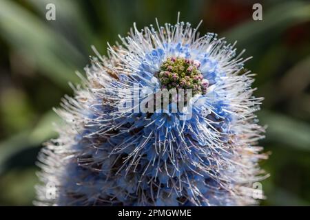 Tajinaste azul de Gran Canaria (Echium callithyrsum), macro dettaglio del fiore, fuoco selettivo sui petali. Foto Stock