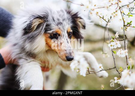 Gli uomini imparano il suo cane sheltie nel giardino primaverile Petrin a Praga Foto Stock