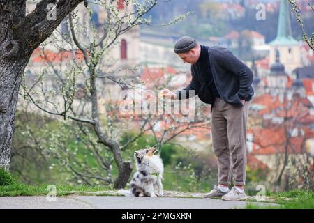 Gli uomini imparano il suo cane sheltie nel giardino primaverile Petrin a Praga Foto Stock