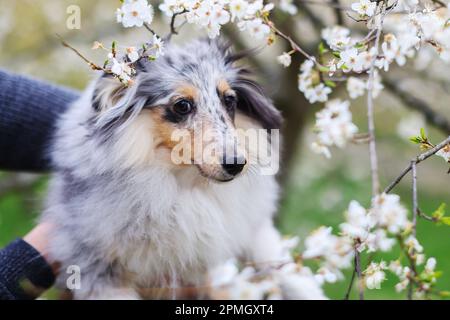 Gli uomini imparano il suo cane sheltie nel giardino primaverile Petrin a Praga Foto Stock