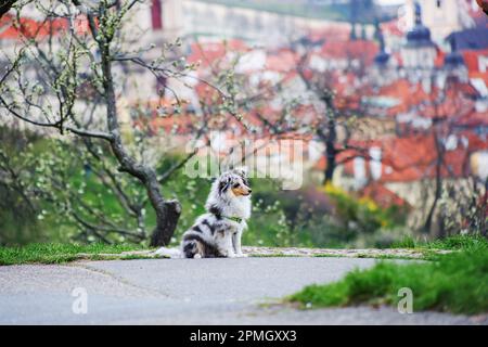 Gli uomini imparano il suo cane sheltie nel giardino primaverile Petrin a Praga Foto Stock