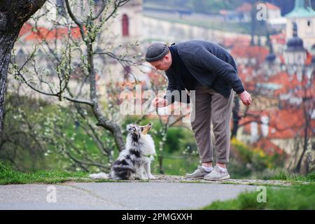 Gli uomini imparano il suo cane sheltie nel giardino primaverile Petrin a Praga Foto Stock