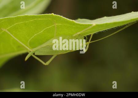 Primo piano naturale sul cespuglio-cricket verde chiaro, Meconema talassinum, appeso capovolto sotto una foglia verde Foto Stock