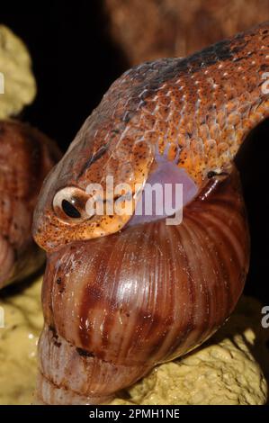 Pareas carinatus, Gekielte Schneckennatter, lumaca keeled mangiare serpente Foto Stock