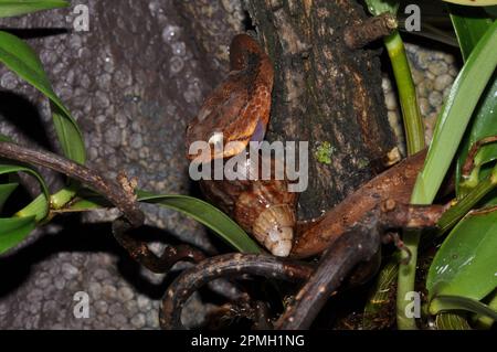 Pareas carinatus, Gekielte Schneckennatter, lumaca keeled mangiare serpente Foto Stock