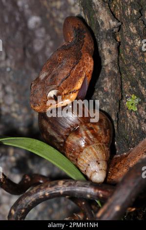 Pareas carinatus, Gekielte Schneckennatter, lumaca keeled mangiare serpente Foto Stock