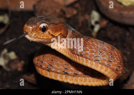 Pareas carinatus, Gekielte Schneckennatter, lumaca keeled mangiare serpente Foto Stock