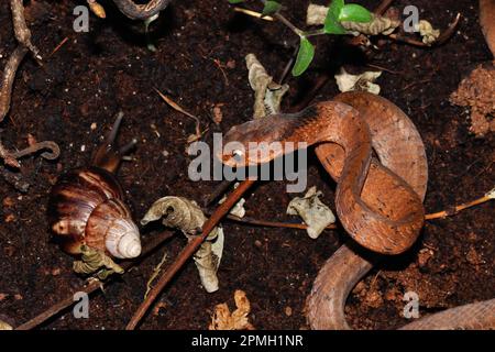 Pareas carinatus, Gekielte Schneckennatter, lumaca keeled mangiare serpente Foto Stock