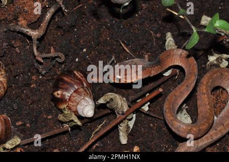 Pareas carinatus, Gekielte Schneckennatter, lumaca keeled mangiare serpente Foto Stock