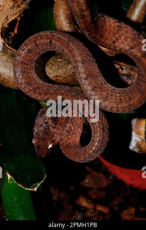 Pareas carinatus, Gekielte Schneckennatter, lumaca keeled mangiare serpente Foto Stock