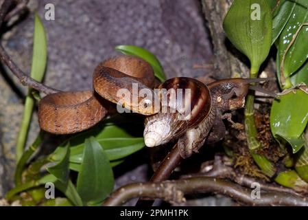 Pareas carinatus, Gekielte Schneckennatter, lumaca keeled mangiare serpente Foto Stock